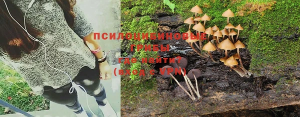 индика Арсеньев